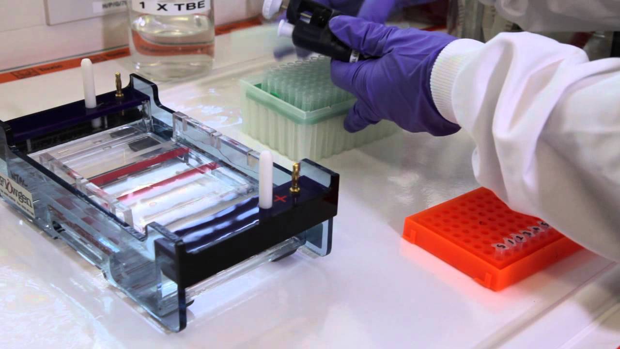 How to run an agarose gel