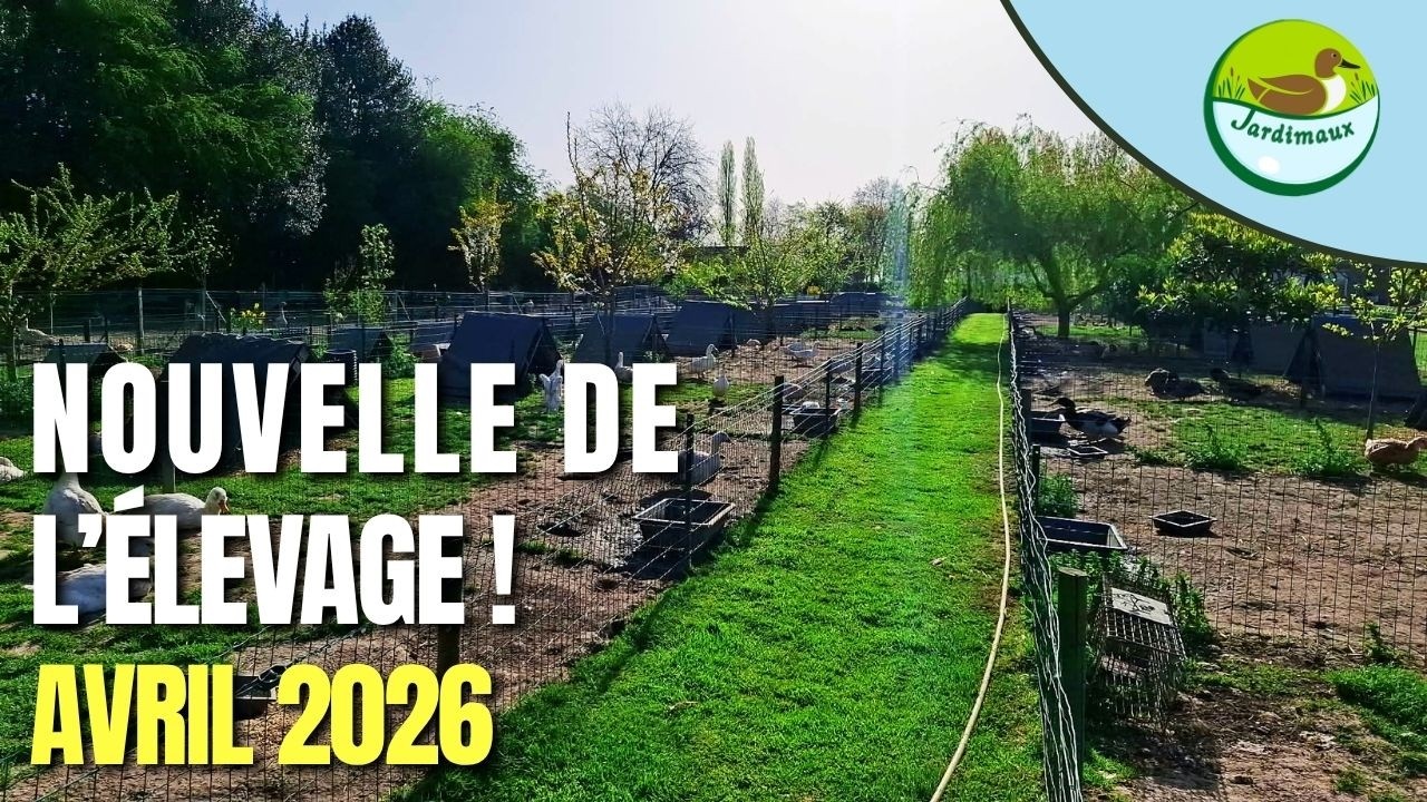 NOUVELLE DE L'&Eacute;LEVAGE (AVRIL 2026) ! 🦆