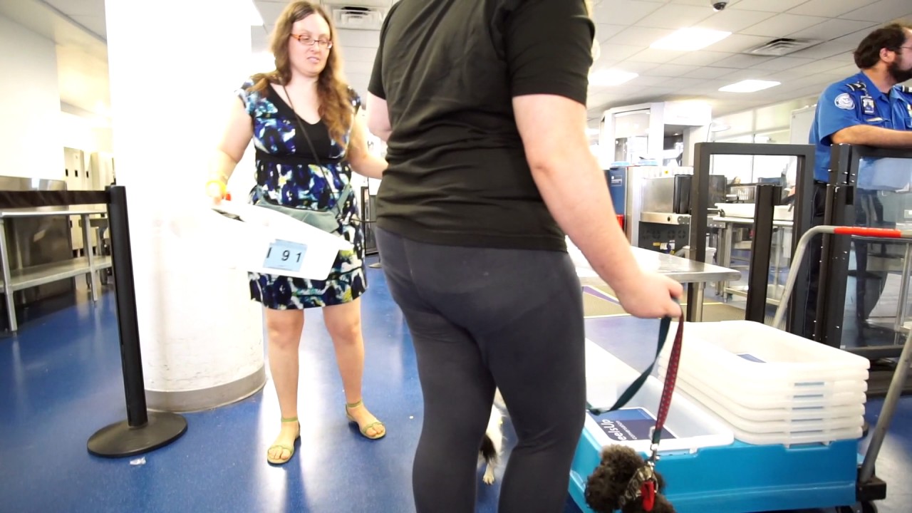 Service dog training through airport security