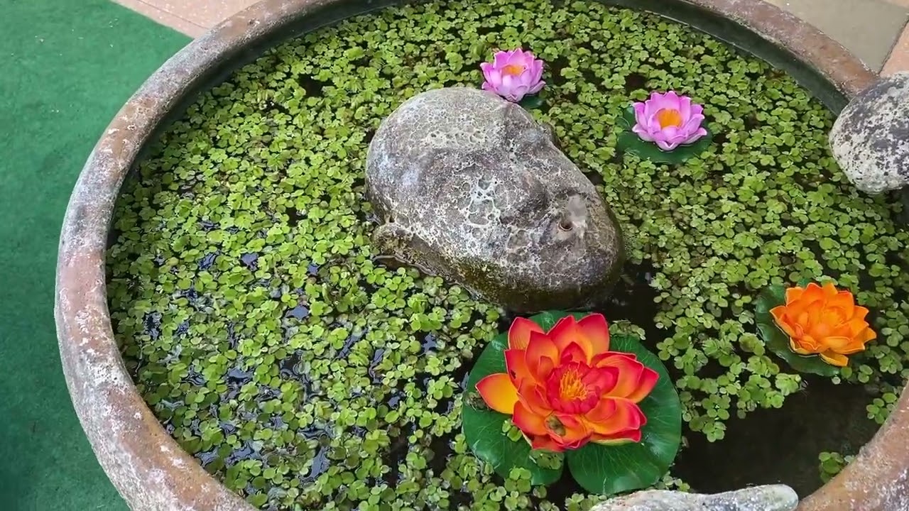 sommerstemning i Super Koi 2022 #havedam #koi #haveliv #sommer #udflugt #haven