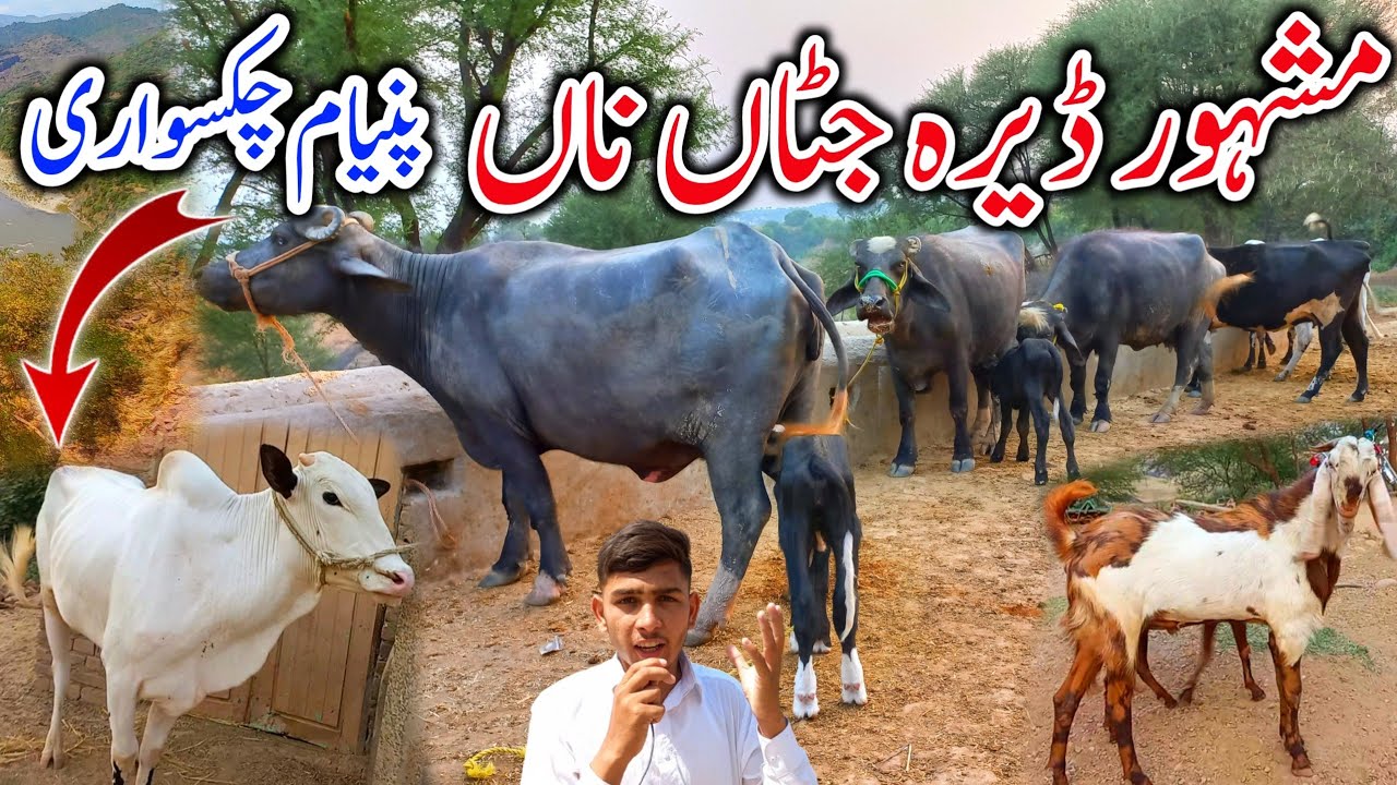 Famous Dera Jattan Na | المشہور ڈیرہ جٹاں ناں | old Panyam Chakswari Azad Kashmir | Village life