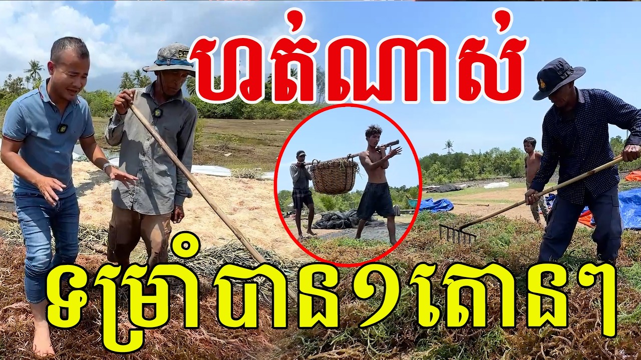 ហត់ណាស់ ទម្រាំបាន១តោនៗ តែចំណេញជាងដំណាំមួយចំនួនទៀត
