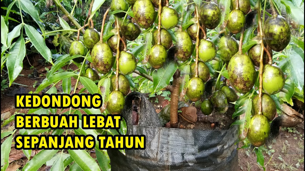 Review Kedondong Berbuah Lebat di Tabulampot dan Berbuah Sepanjang Tahun | CALON PETANI