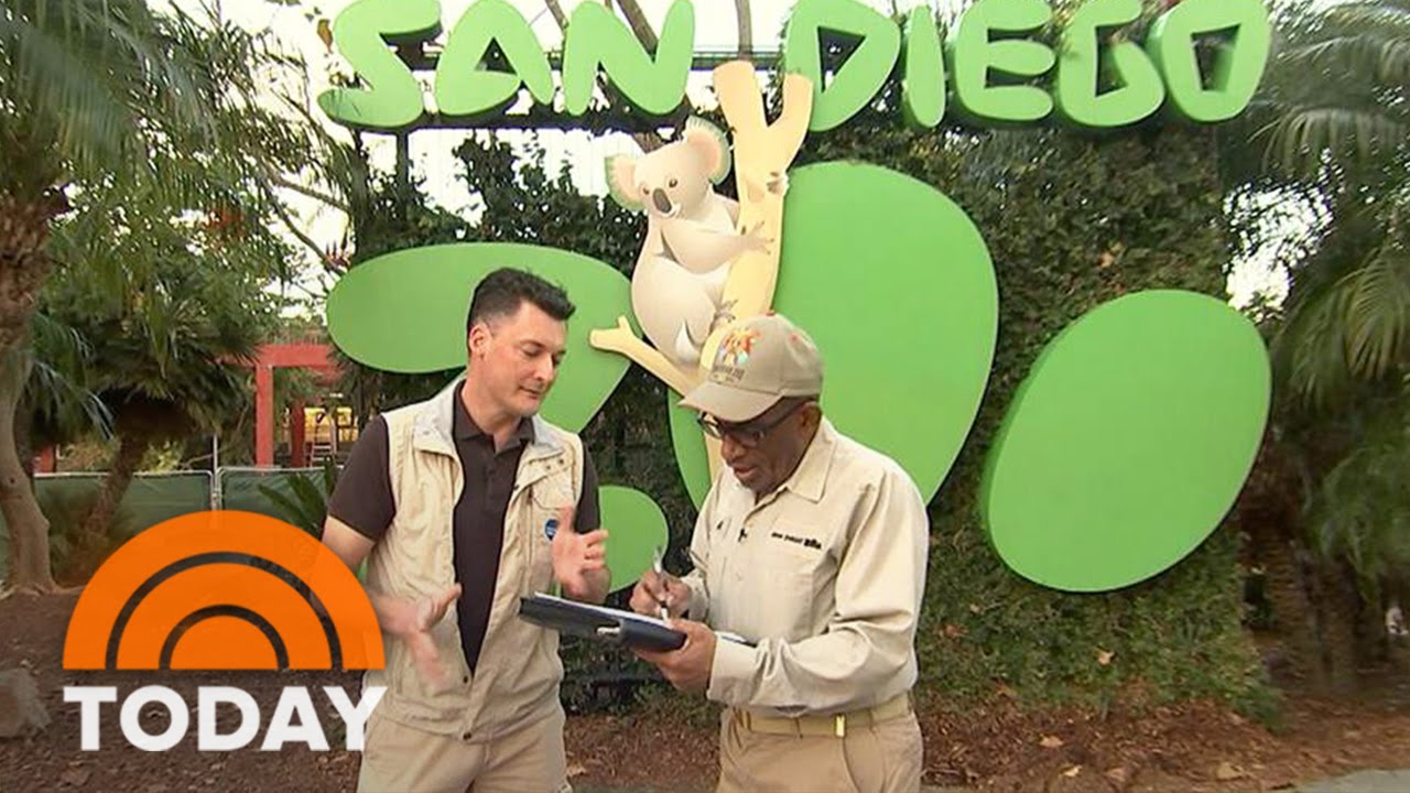 Watch Al Roker Intern At The San Diego Zoo | TODAY