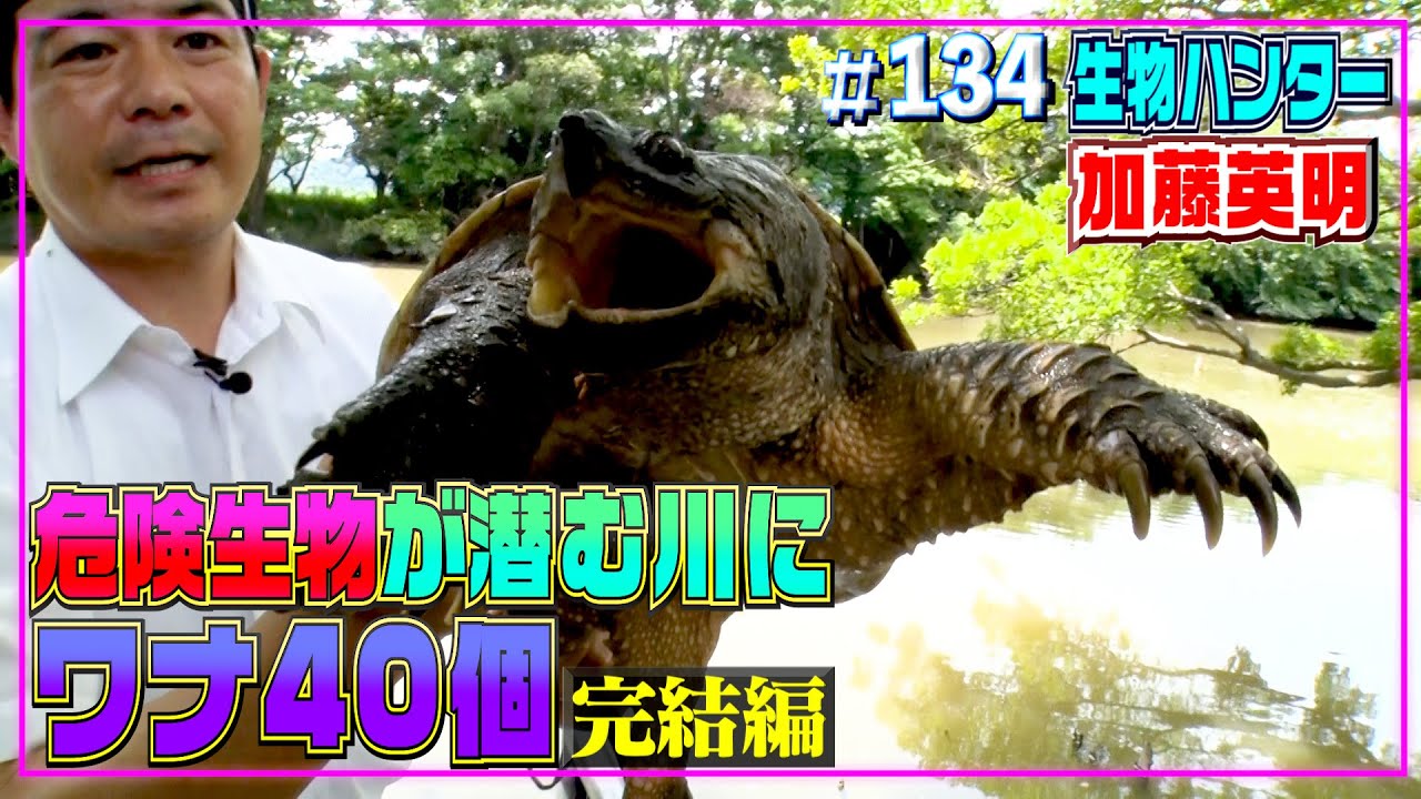 【ワナ40個】危険生物が潜む川にカニかご仕掛けた結果･･･≫生物ハンター加藤英明・Japan wild hunter