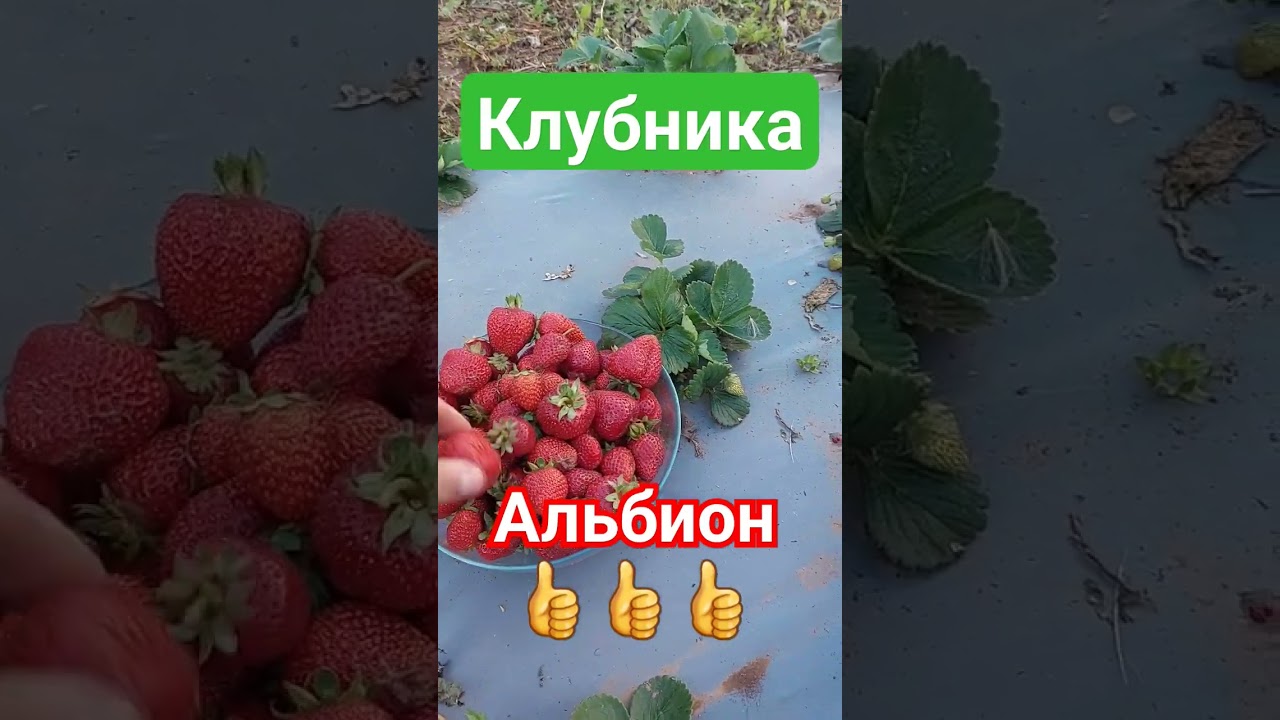 Клубника Альбион👍👍👍💥 #клубника #клубникабомба #ягода #альбион