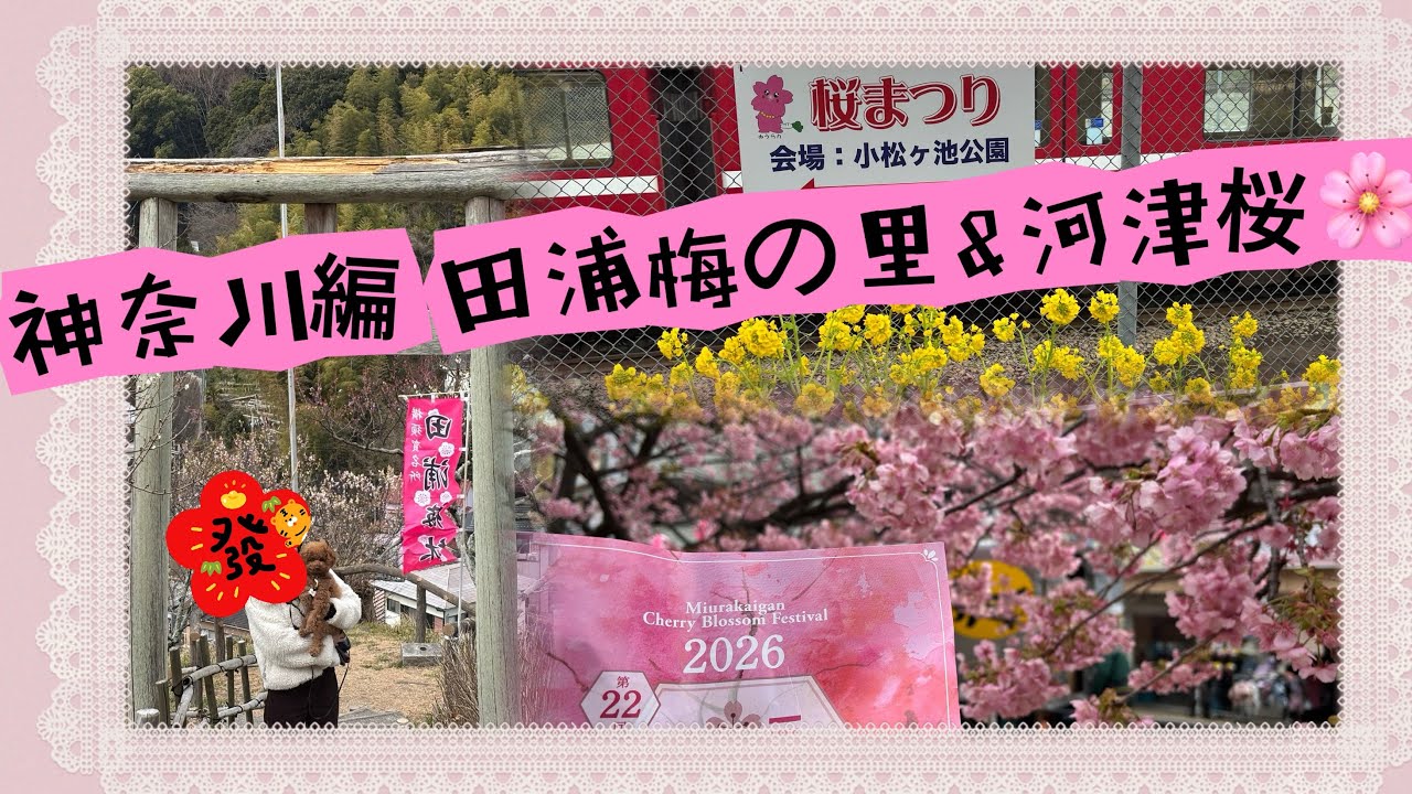 神奈川編 田浦梅の里&河津桜🌸