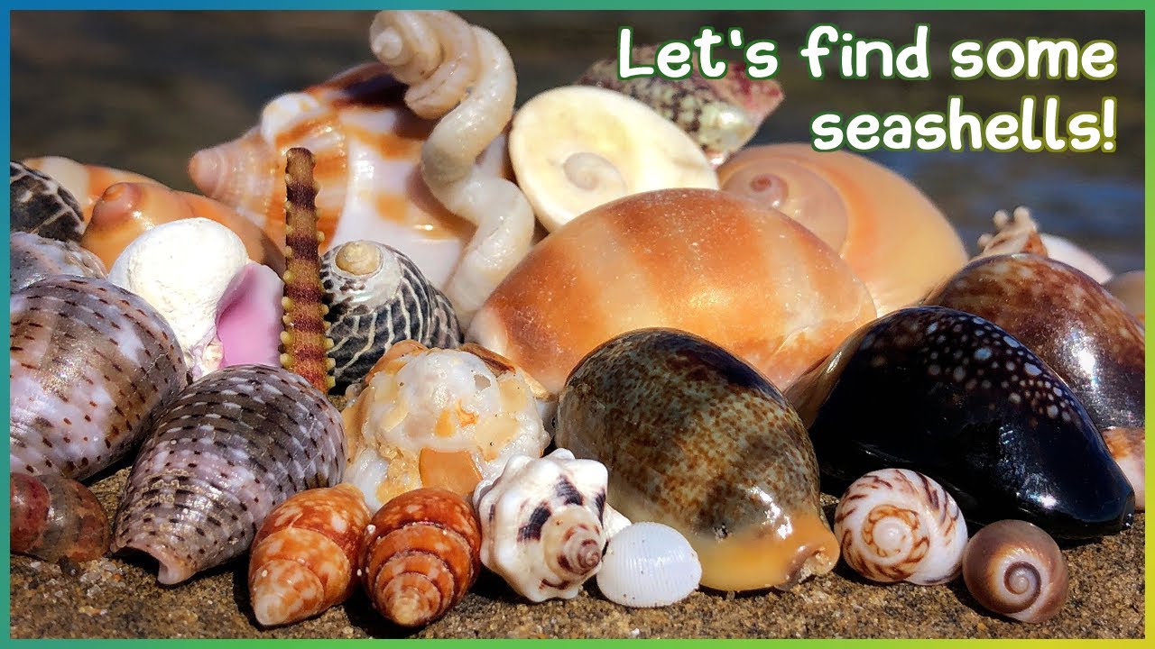 Finding Seashells at Low Tide | Shore & Tide Pools [Virtual Shelling]