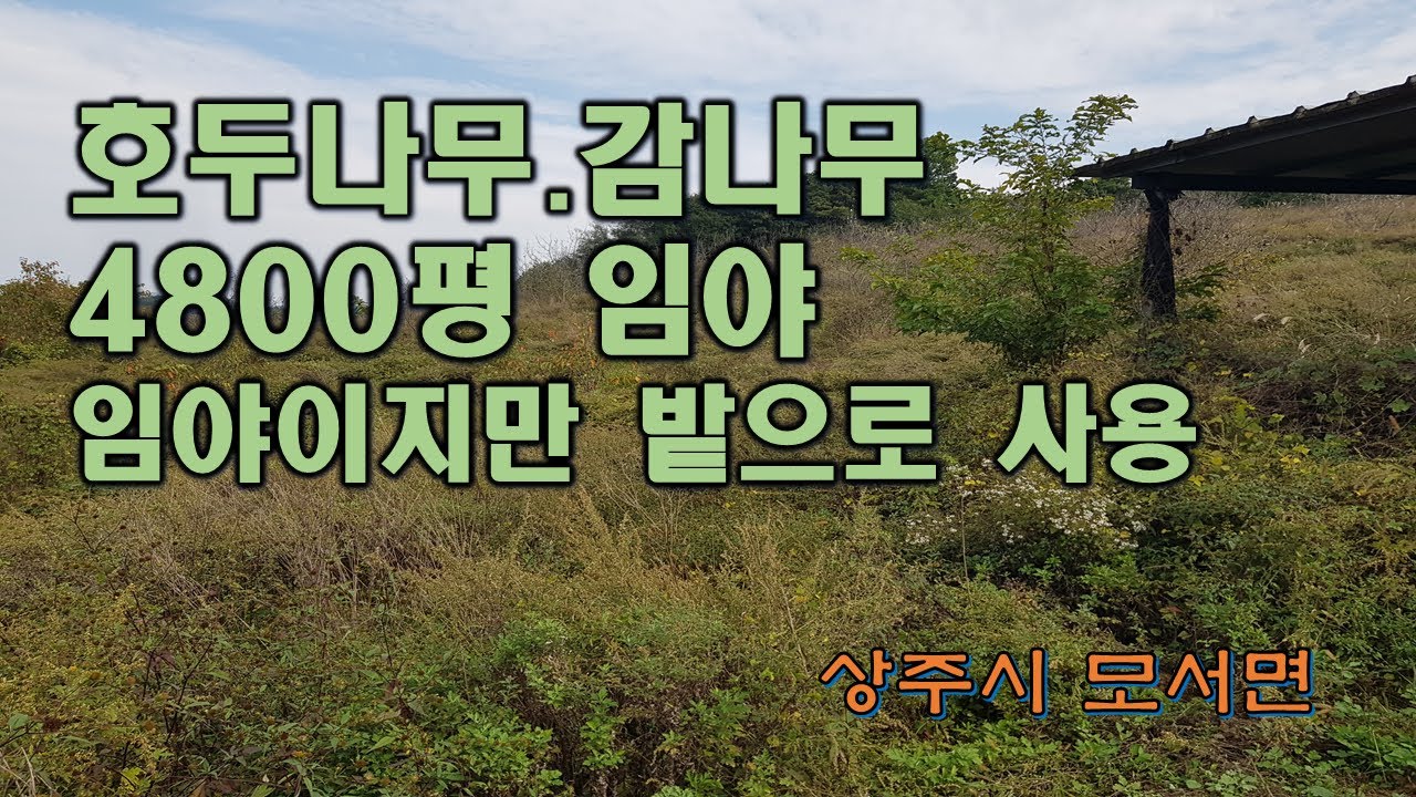 (매물번호 8133)경상북도 상주시 모동면 이동리 임야,  계획관리지역으로 개발가능한 땅, 임야이지만 조금 경사가 있는 전으로 사용중, 호두, 둥시감 심겨져 있음, 투자 개발가능