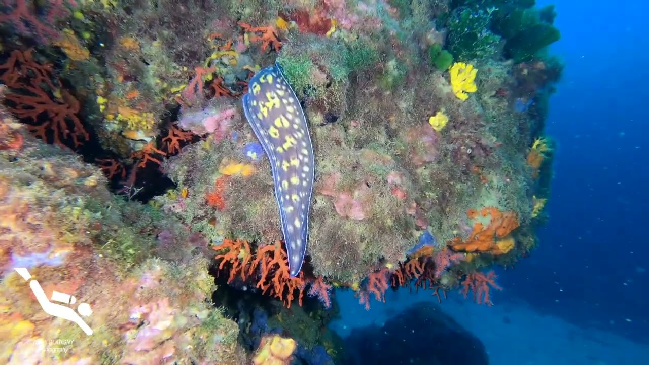 Plongée Illa Pedrosa , Parc naturel de Montgri , Costa Brava , L’Estartit