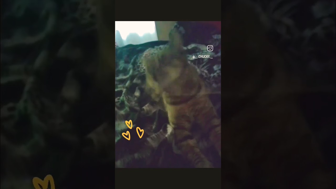 het beste plezier alleen op het bed van de kattenmama😻😻♥️