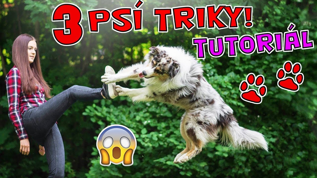 JAK NAUČIT PSA 3 BOŽÍ PSÍ TRIKY! Tutoriál