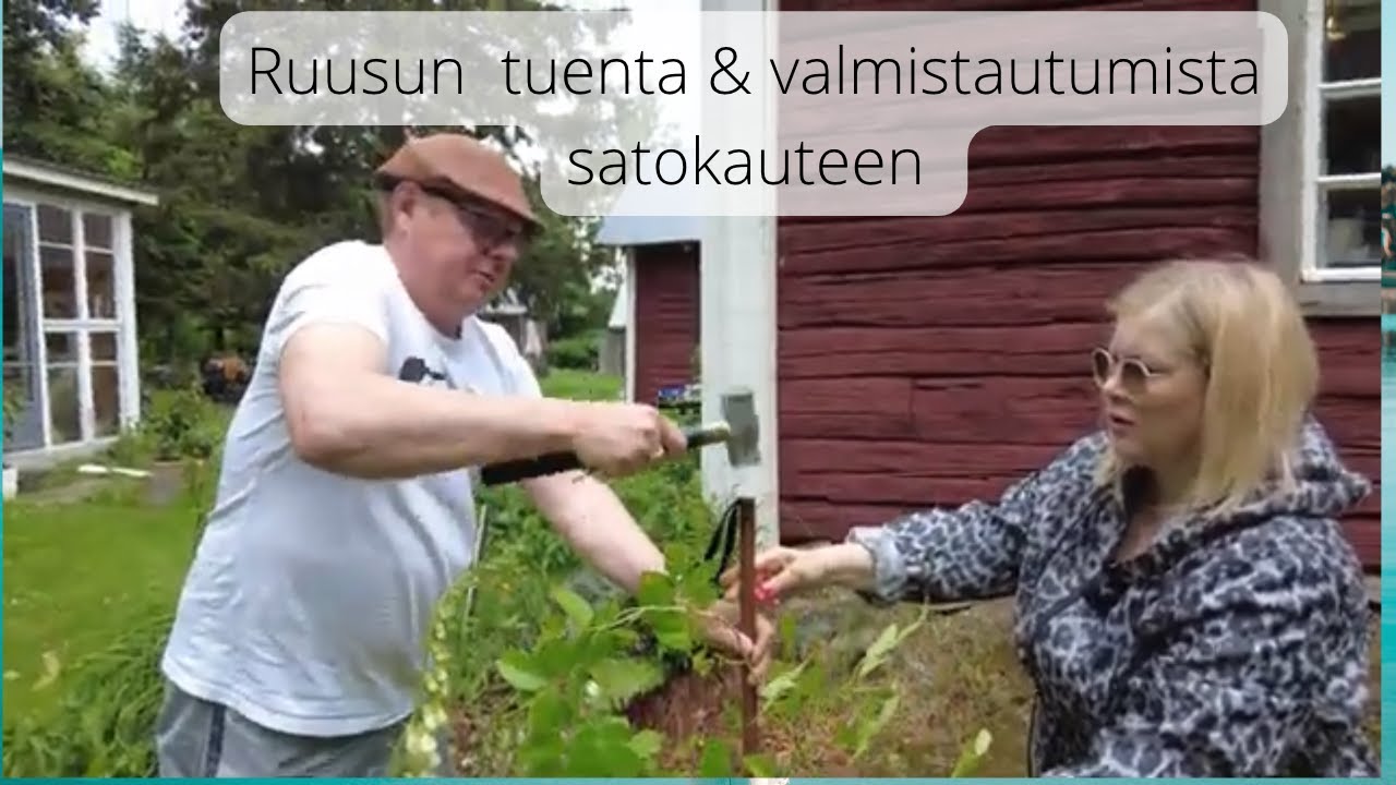 Ruusun tuenta ja valmistautumista satokauteen