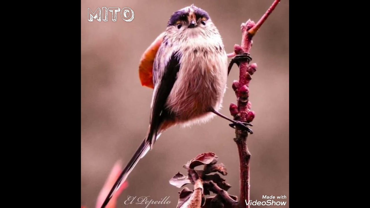 MITO (Aegithalos Caudatus) el mejor para llamar. HD