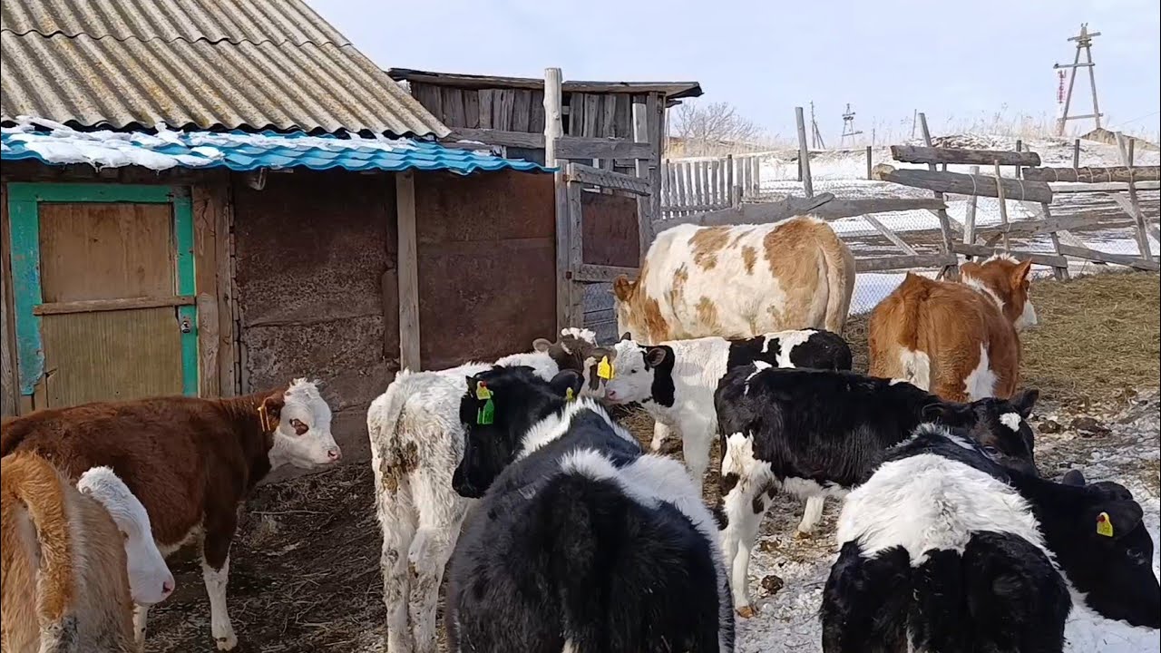 Убрали бычка/Озон вернул посылки/Весна на пороге