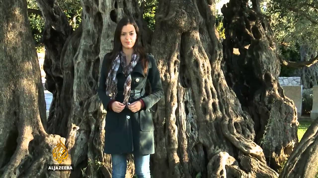 Crnogorski maslinari zadovoljni godinom - Al Jazeera Balkans