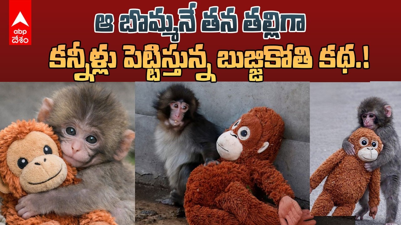 Punch macaque Japan Viral Story | తల్లి ప్రేమ కోసం విలవిలలాడిపోతున్న చిన్ని కోతి పిల్ల కథ | ABP