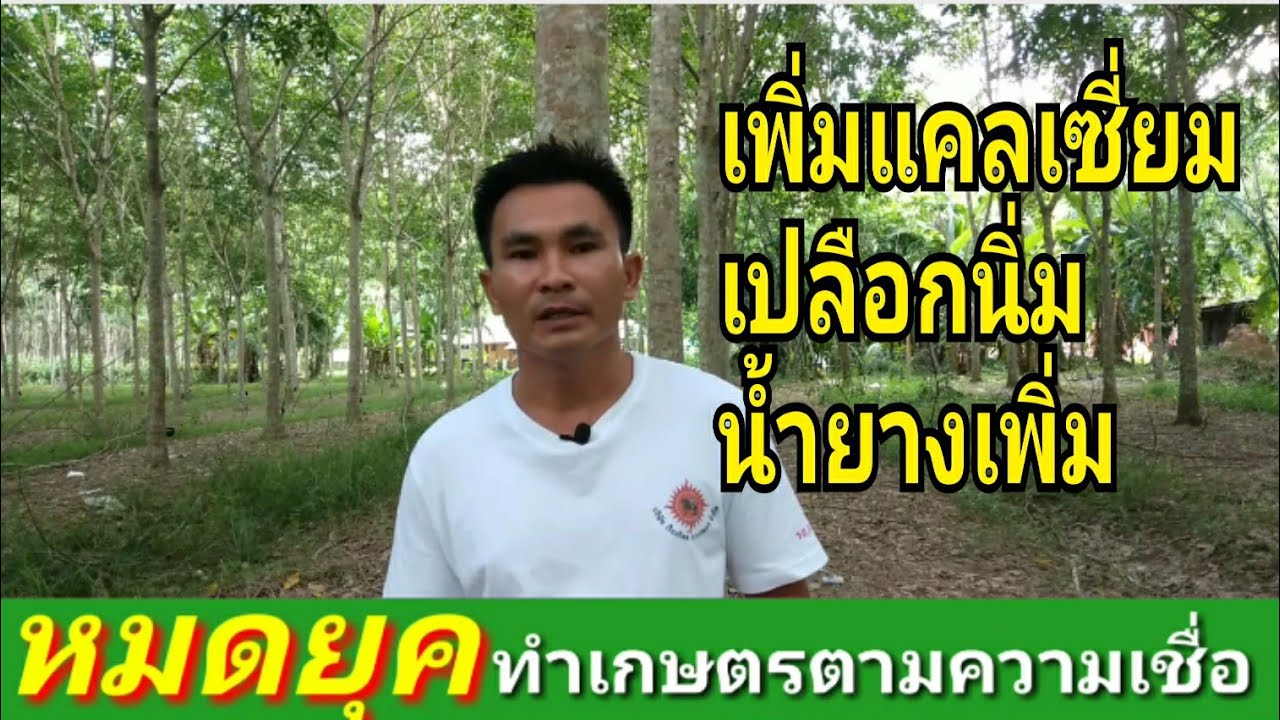 เพิ่มแคลเซี่ยมลงดิน เพิ่มผลผลิต