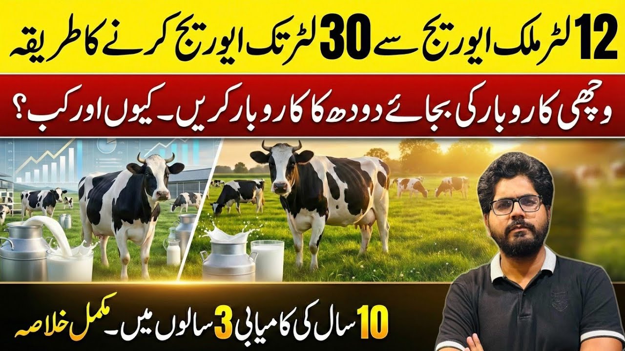 12 say 30 liter milk krny ka tareeqa II Heifer business vs dairy milk business II Successful dairy 