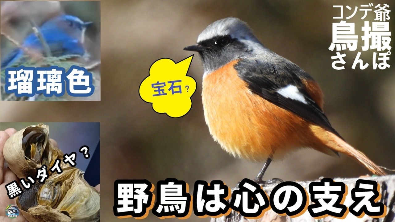 野鳥は心の支え　瑠璃色のルリビタキ撮れたか？　多可町に黒いダイヤがあった