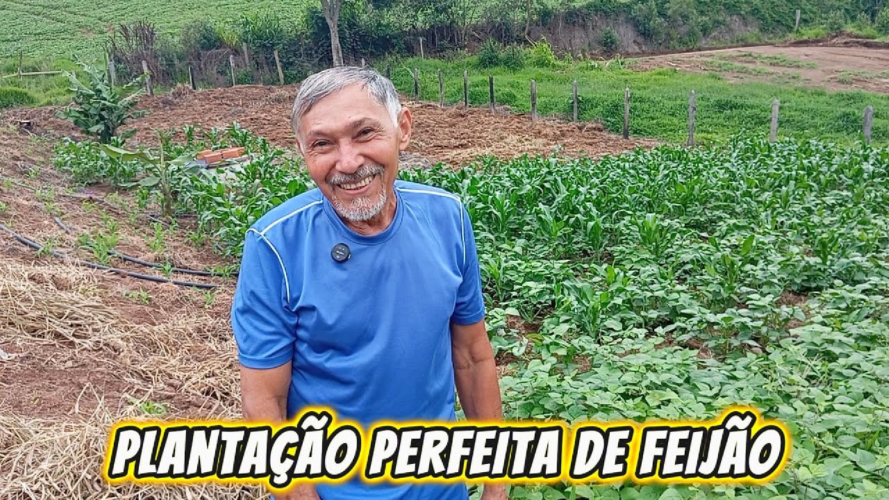 A plantação de feijão esta completa / ChácaraSoares