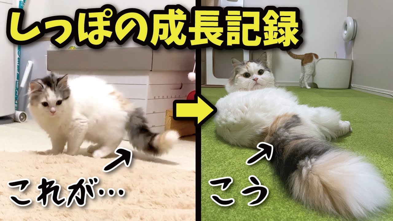 生後2ヶ月から今までの猫のしっぽの成長記録【プレミア配信】【関西弁でしゃべる猫】【猫アテレコ】
