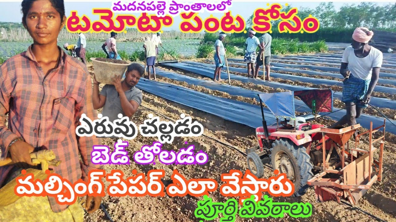 టమోటా పంటలకి మల్చింగ్ పేపర్ ఎలా వేస్తారో చూడండి(mulching sheets. for agriculture purposes