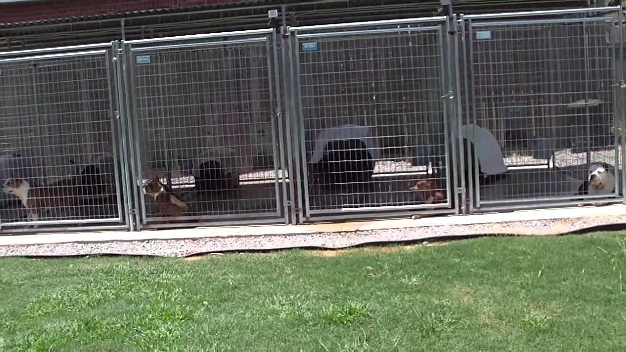 Misting system for dog kennels
