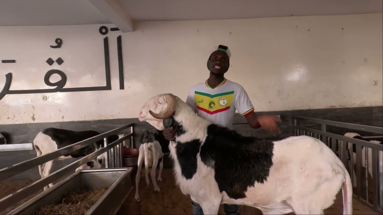 Multi million Dollars Ladoum Breeding in Dakar