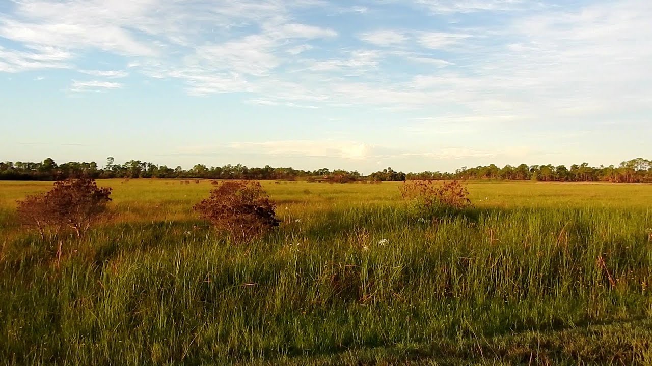Landscape View - Wagon Wheel Rd, Big Cypress Preserve, FL