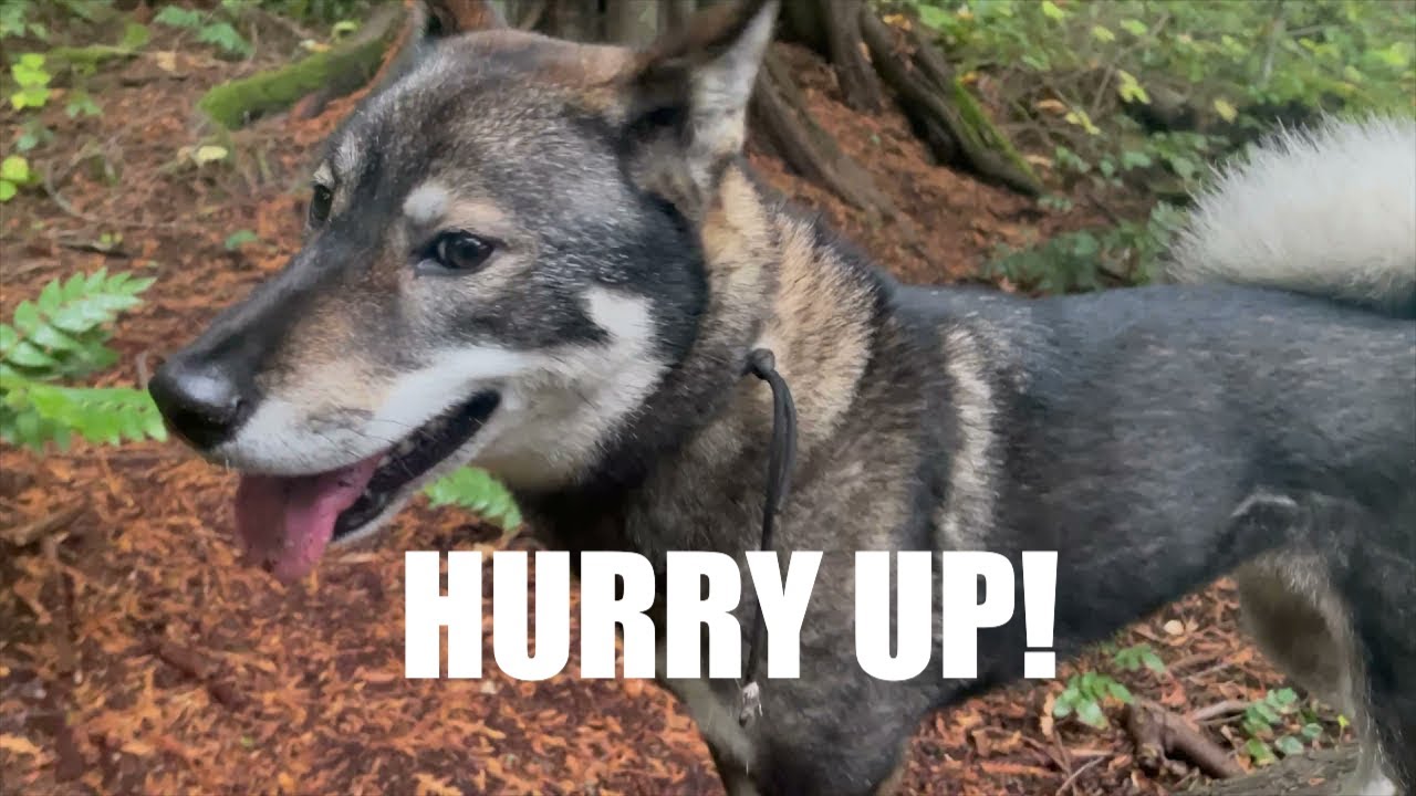 BC RAINFOREST RUN with Shikoku Inu Dog | Zara the Shikoku