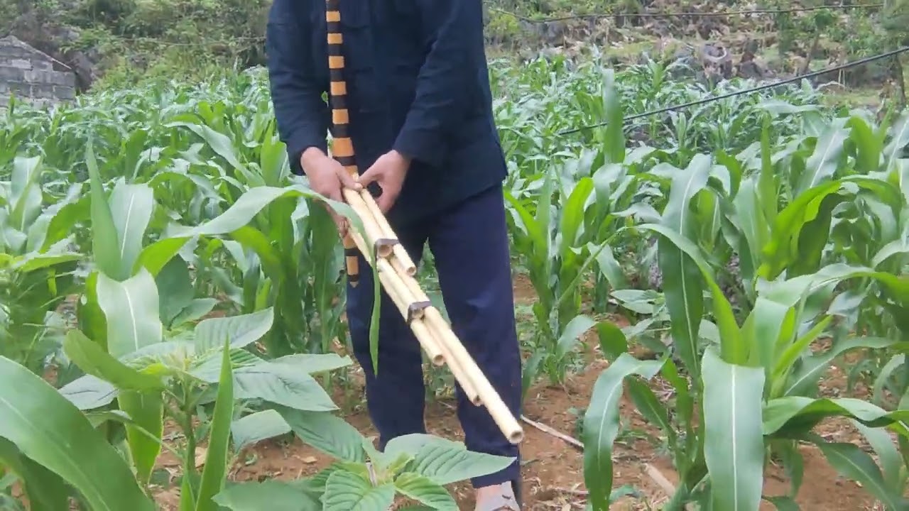 Qeej 5 dos 4 ntiv nrov zoo heev sđt 0352115513