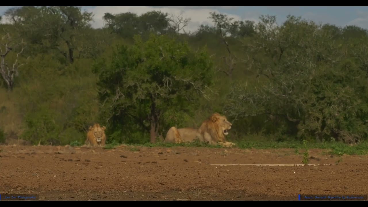 2024 South South Africa Trip Lion Drinking