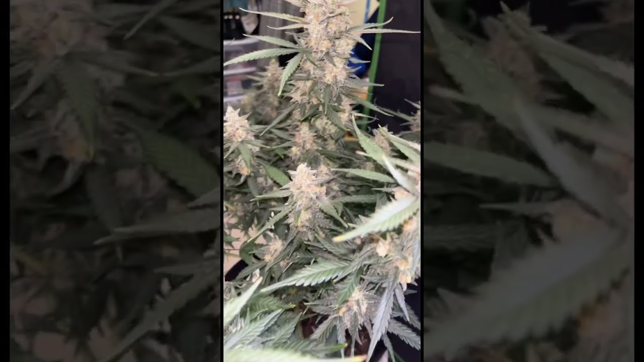 Forbidden Runtz from #fastbuds