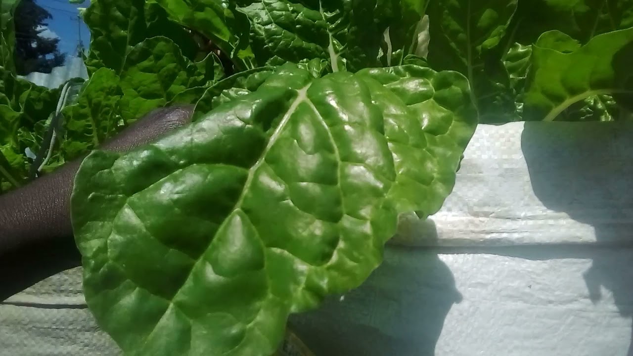 Amazing Half Tall Curled Kale and Fordhook Giant Spinach(Swiss Chard) Growing in Sacks!🌱🌱