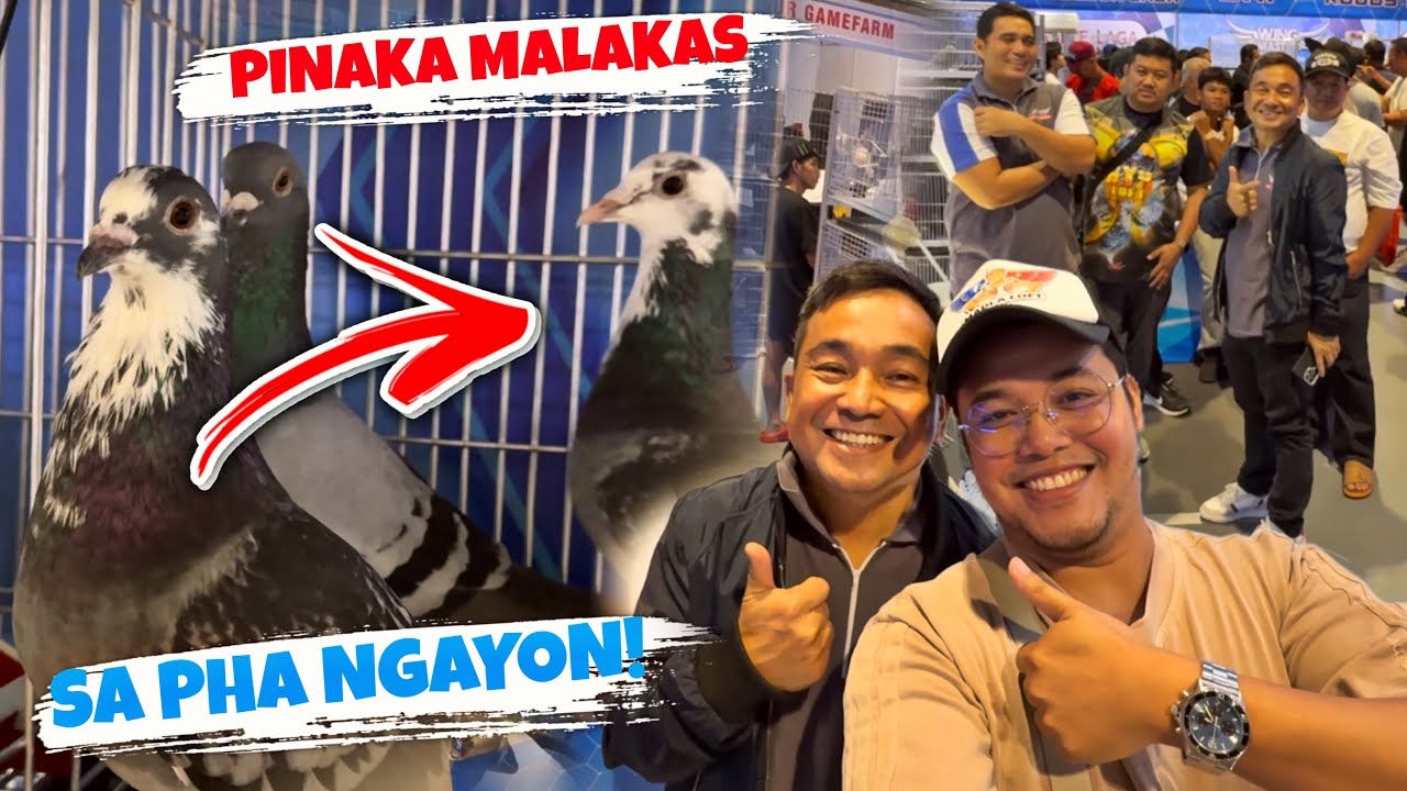 PINAKA MAGALING NA KALAPATI SA PHA NAKITA KO NA! PAMBILI NA LANG ANG KULANG 🤣