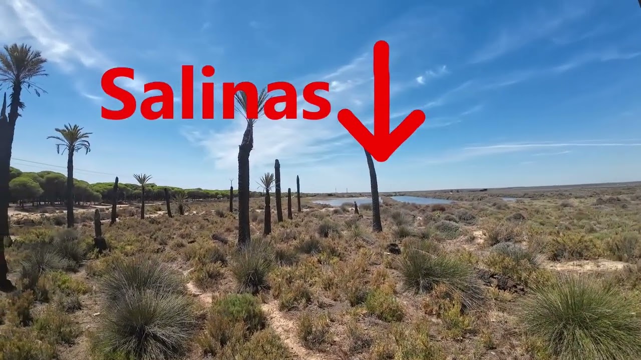 Senderismo por la ribera de Punta Umbría, las Salinas del Astur y el paraje natural Los Enebrales.