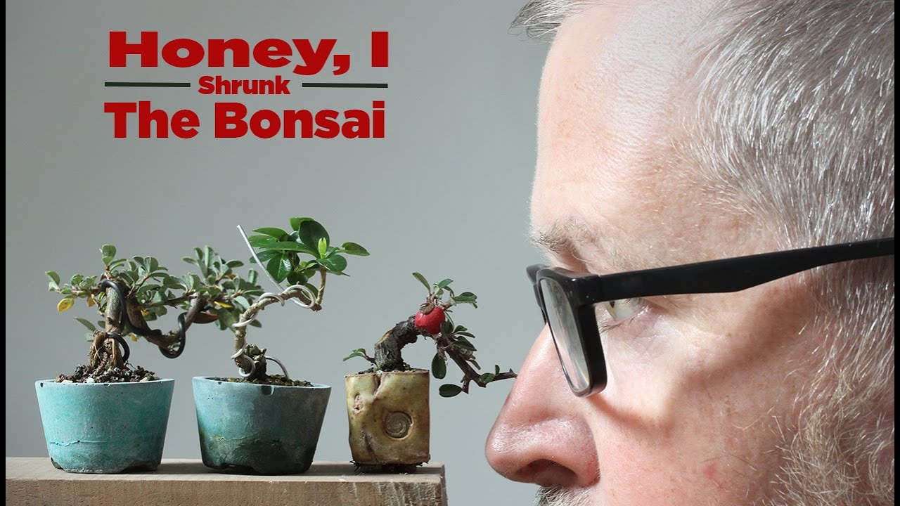 Bonsaify | Два ключевых шага к уменьшению размера вашего мини-бонсай