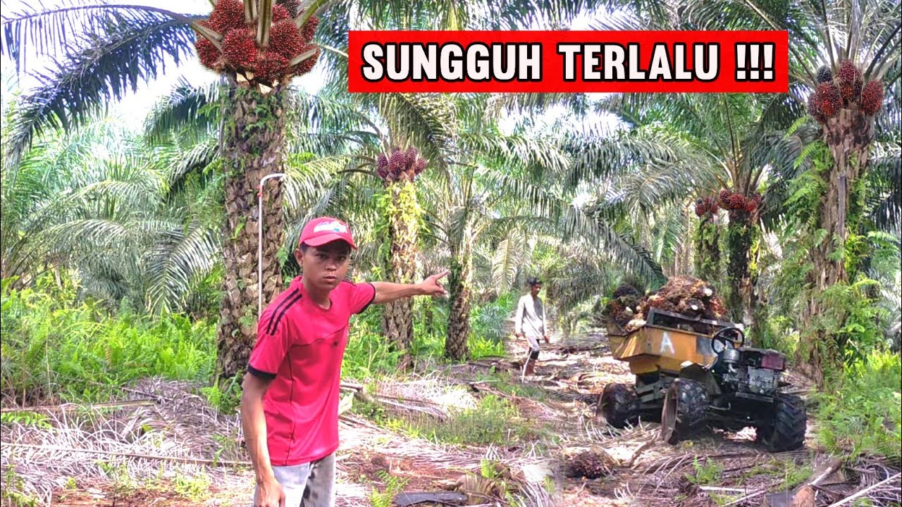 Beginilah Kalau Di Kejar Sama Tukang Langsir.. Panen Sawit Jadi Terburu-buru