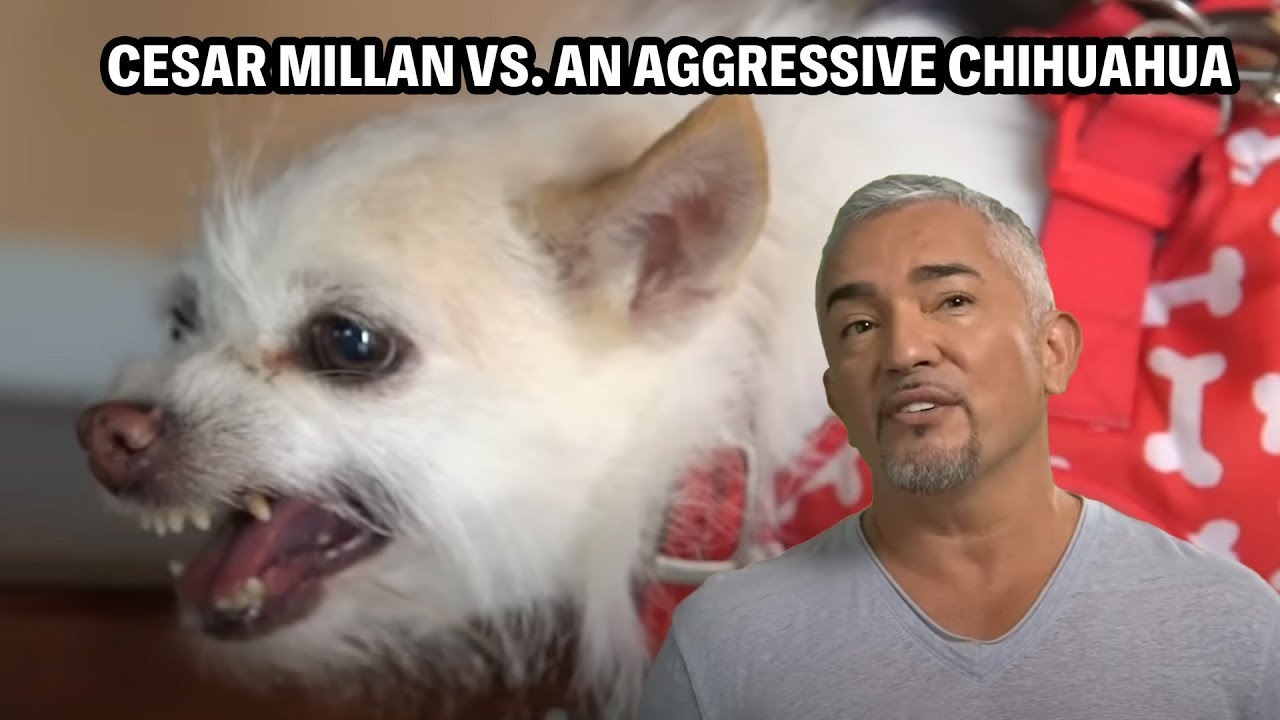 Family Feud Over A Furious Chihuahua &ndash; Can It Be Trained? | Cesar 911 Throwbacks