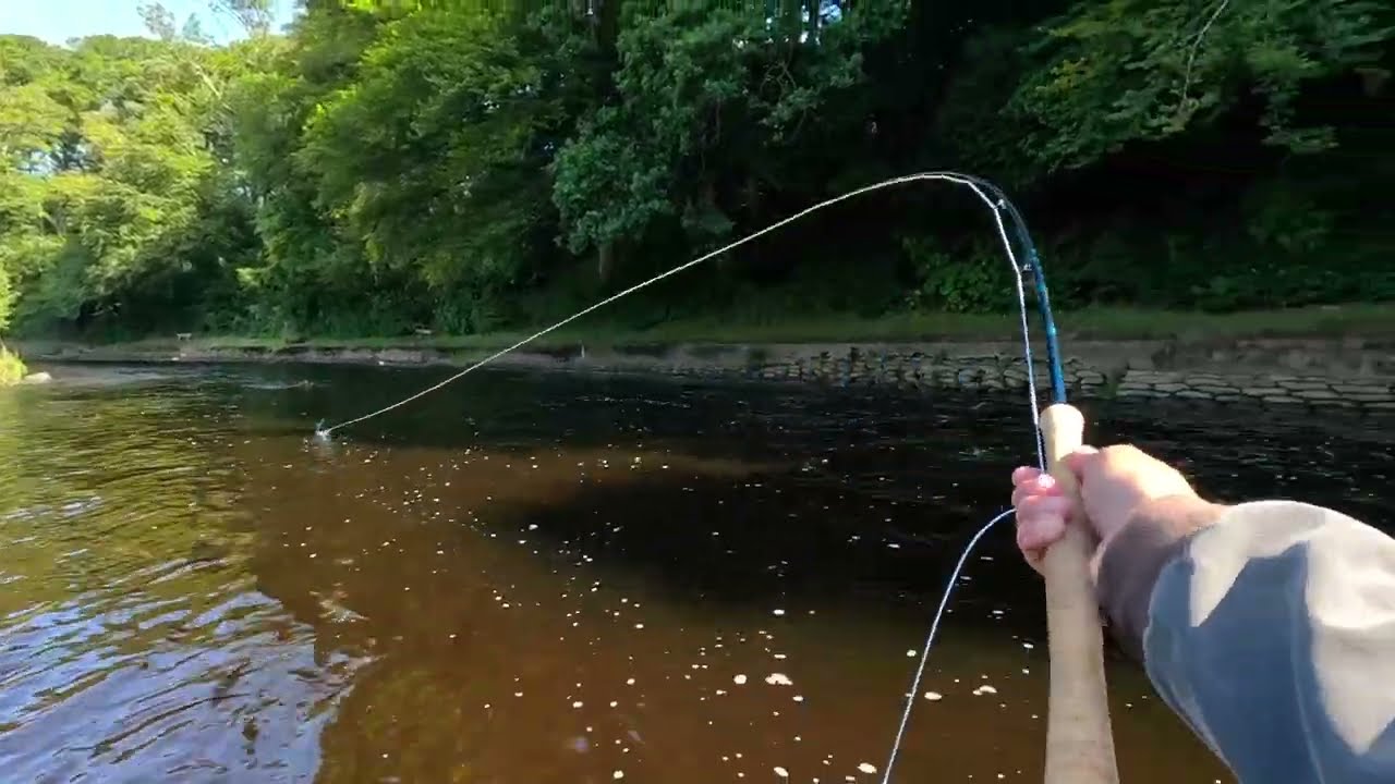 Fly Fishing on the River Doon August 4th Ayrshire Scotland