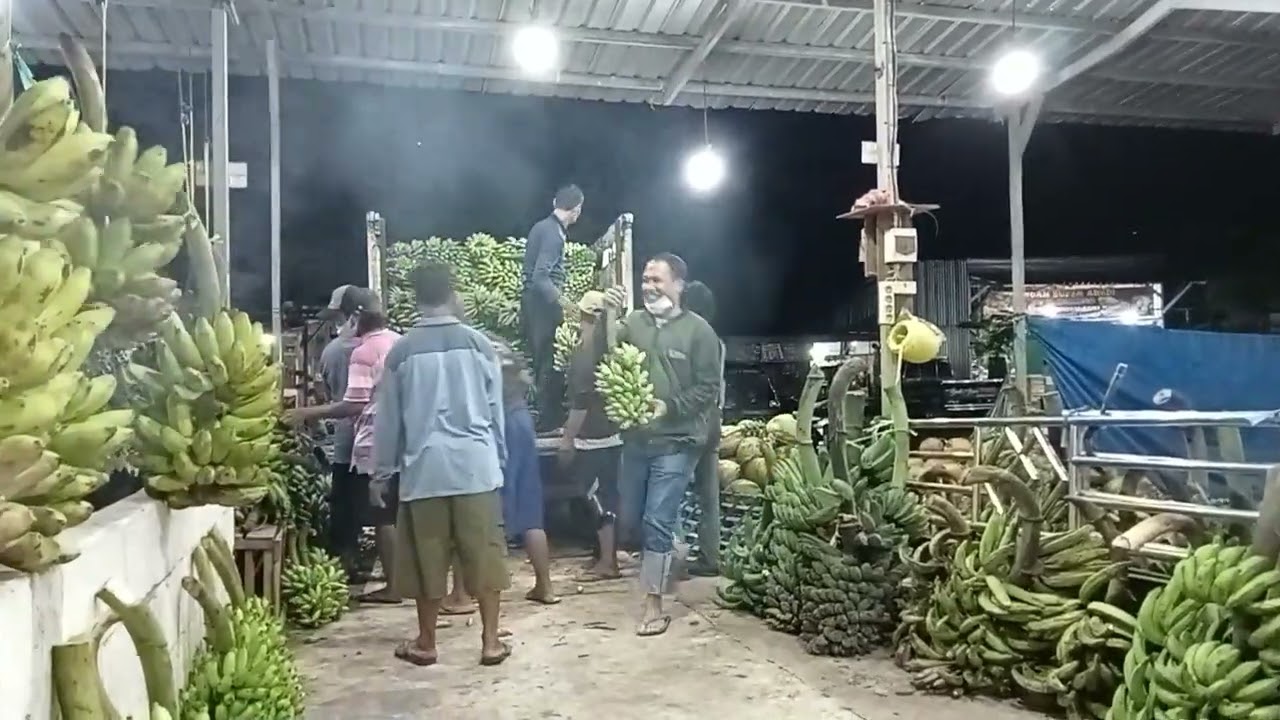 pisang kecil imut yang jadi idaman para bakul pasar buah mojosari 🍌🍌