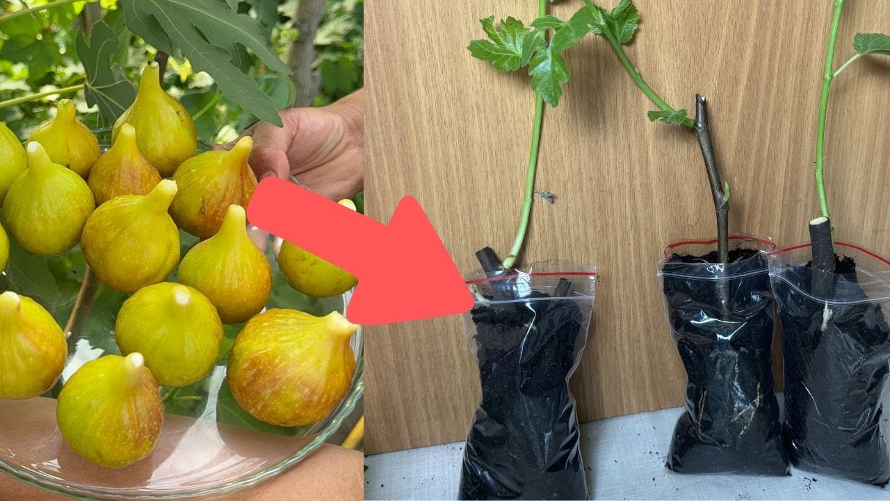 🔴 LIVE: Home Gardening & DIY Drip Irrigation – ASMR Relaxing Chat 🌱