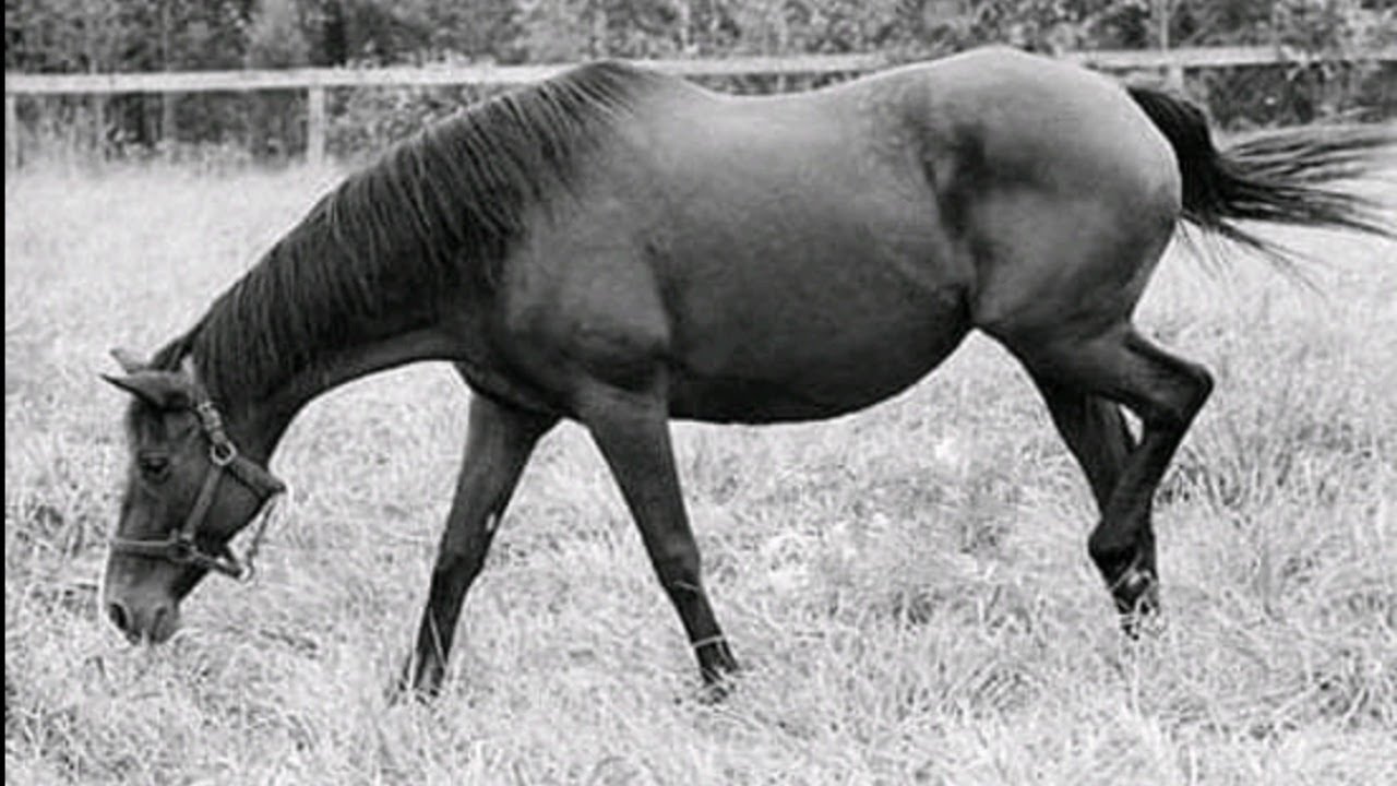 Somethingroyal, she was the best dam mare!