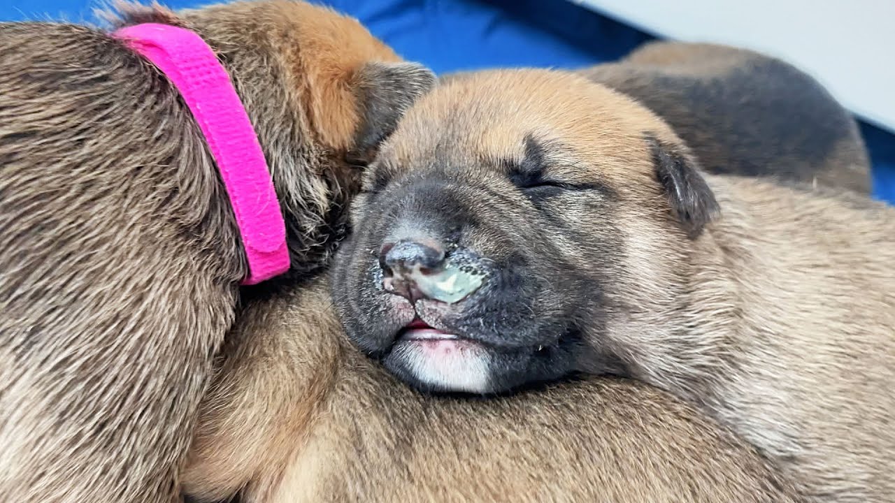 My Newborn Puppies Are Very Sick...