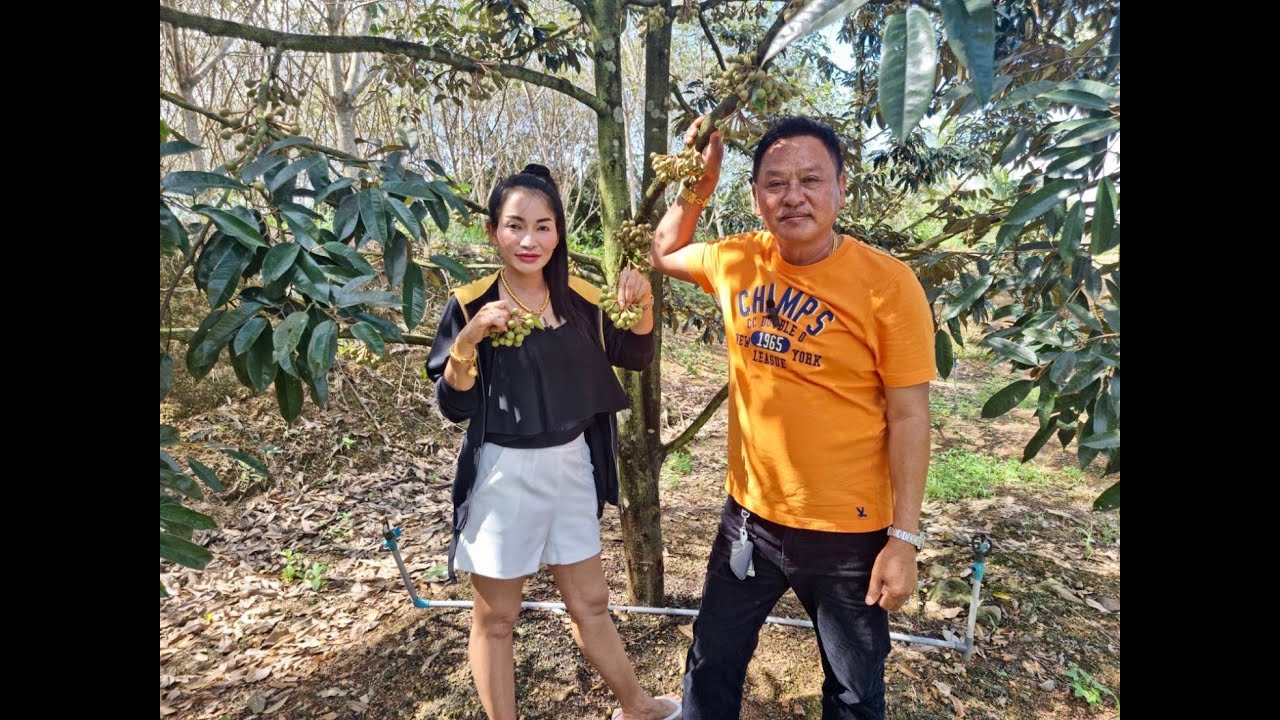 ทุเรียน ❗3 ปีครึ่ง❗ทำเงินได้❗เห็น