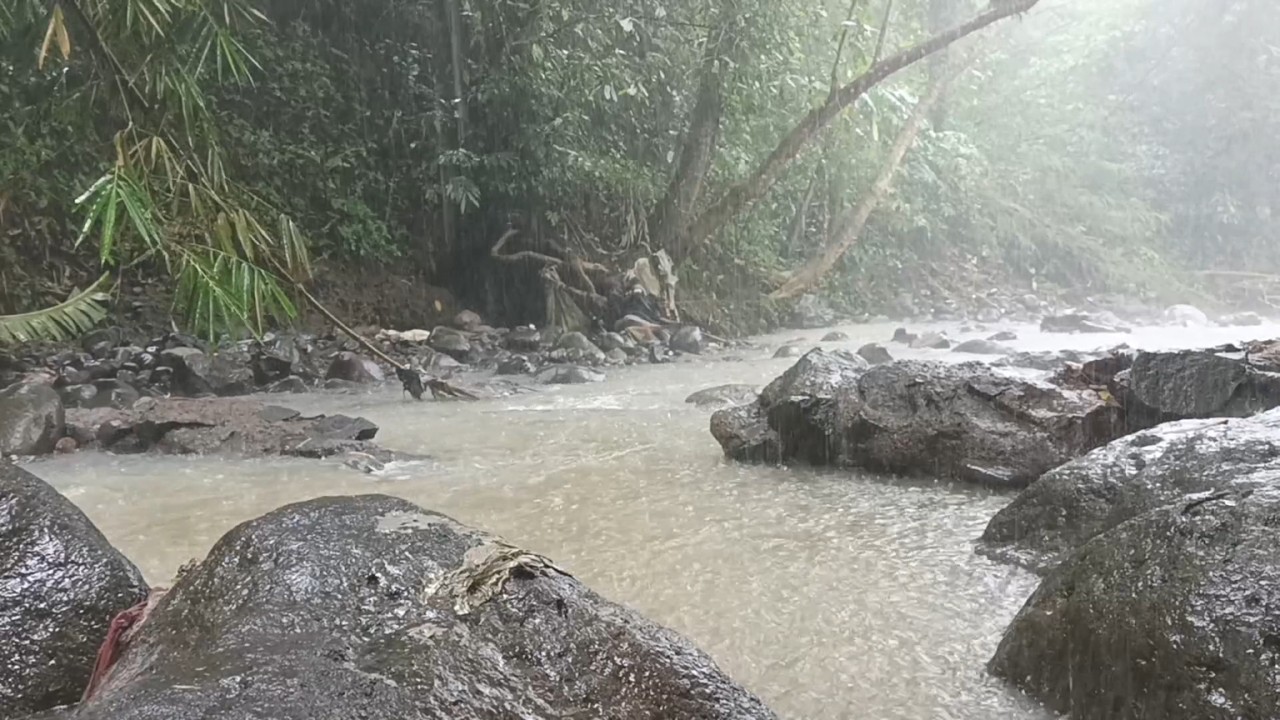 🔴Natural Rain Ambience in a Peaceful Forest Stream to Ease Anxiety and Promote Deep Rest