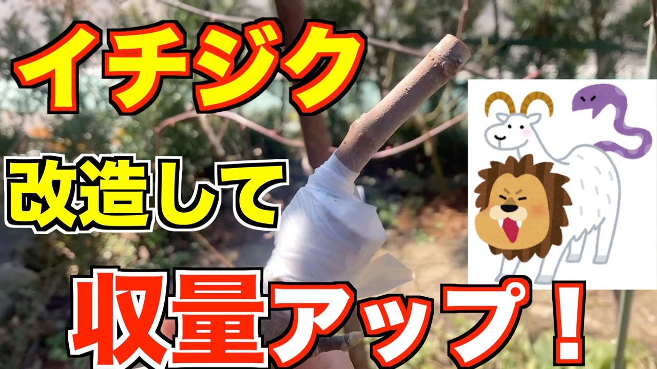 禁断の『高接ぎ』