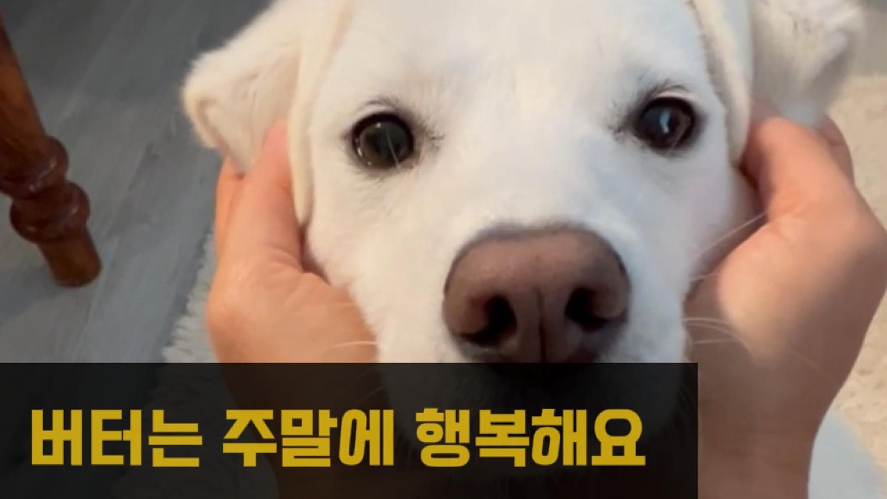 버터의 주말 🐶🛁#강아지 #반려견