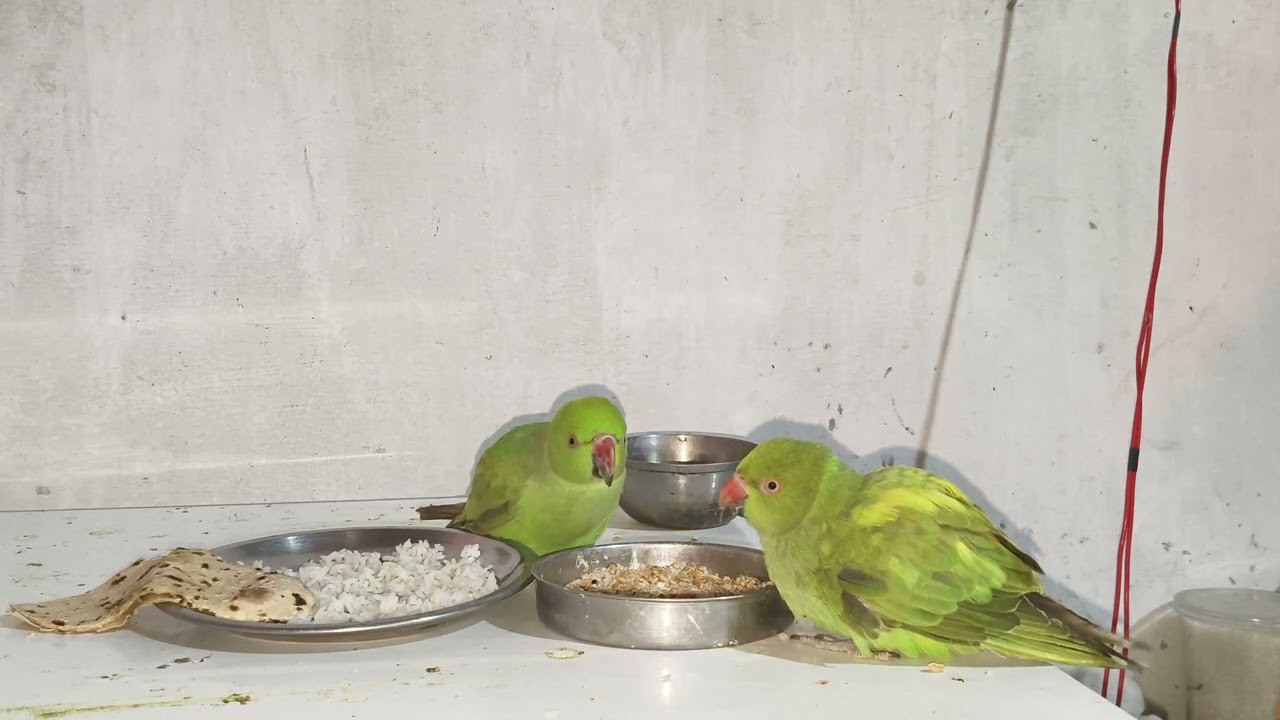 Mithu ke Khane Ka Tym | AC Parrot 